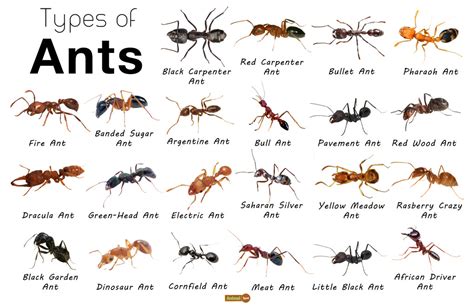 9 Common Types Of Ants In The Philippines .